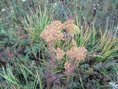 Patrinia rupestris