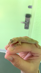 Hemidactylus mabouia