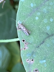 Polycentropodidae