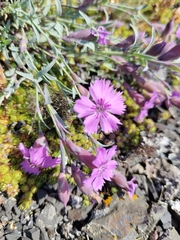 Dianthus repens