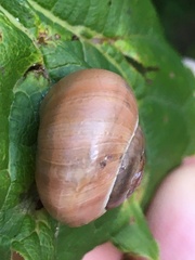 Cepaea