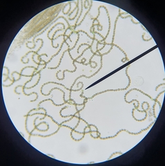 Nostocales