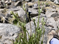 Crepis capillaris