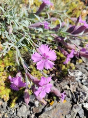 Dianthus repens
