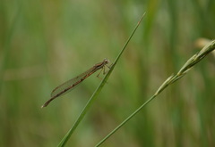 Sympecma fusca