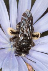 Melissodes bimaculatus