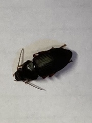 Pseudoophonus