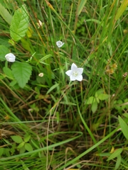 Campanula aparinoides