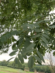 Robinia