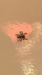 Plexippus paykulli