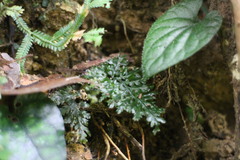 Trichomanes obscurum