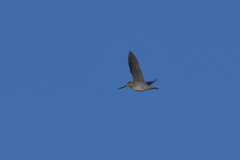 Gallinago solitaria
