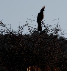 Corythaixoides concolor pallidiceps