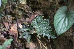 Trichomanes obscurum