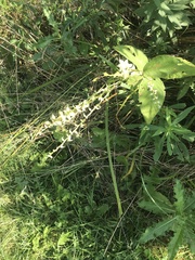 Persicaria virginiana