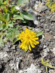 Crepis chrysantha