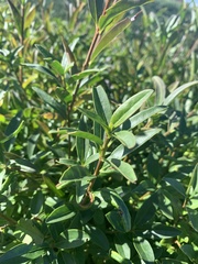 Ligustrum lucidum