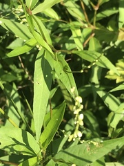 Persicaria virginiana