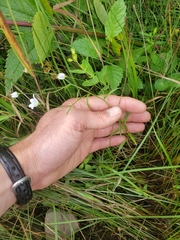 Campanula aparinoides