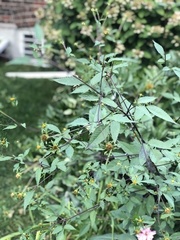 Bidens discoidea