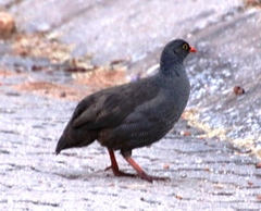 Pternistis adspersus