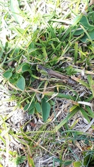 Gomphocerus sibiricus