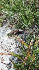 Gomphocerus sibiricus