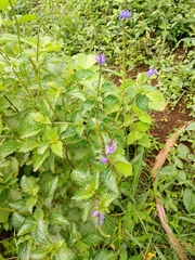 Stachytarpheta