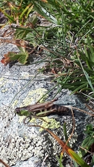 Gomphocerus sibiricus