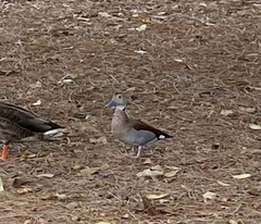 Callonetta leucophrys