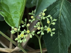 Ampelopsis glandulosa hancei
