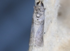 Homoeosoma electella
