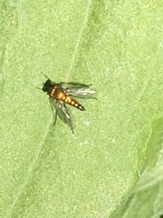 Condylostylus caudatus