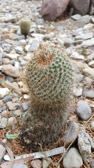 Mammillaria dixanthocentron