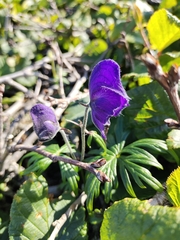 Aconitum delphiniifolium