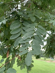 Robinia