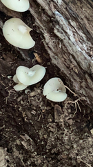 Pleurocybella porrigens