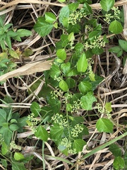 Ampelopsis glandulosa hancei