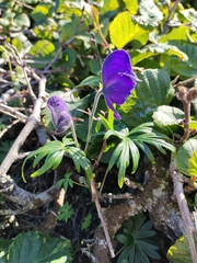 Aconitum delphiniifolium