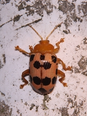 Podontia quatuordecimpunctata