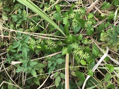 Ampelopsis glandulosa hancei