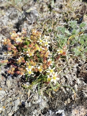 Saxifraga