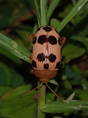 Podontia quatuordecimpunctata