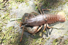 Austropotamobius torrentium