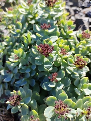 Rhodiola rosea