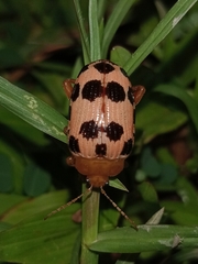 Podontia quatuordecimpunctata
