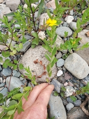 Hypericum ellipticum