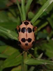 Podontia quatuordecimpunctata