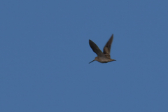 Gallinago solitaria