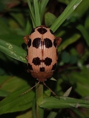 Podontia quatuordecimpunctata